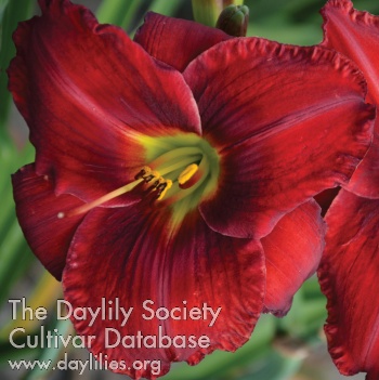 Daylily Roy's Red